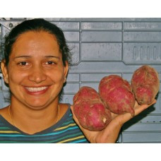 NEW SEASONS SPRAY FREE KUMARA 1KG MEDIUM Size KATIKATI Grown